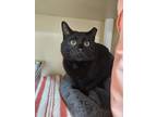 Adopt Hardee a All Black Domestic Shorthair / Domestic Shorthair / Mixed cat in