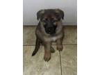 Adopt Loki a Brown/Chocolate - with Black German Shepherd Dog / Mixed dog in New