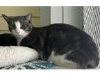 Adopt Jezabel a Gray or Blue Domestic Shorthair / Domestic Shorthair / Mixed cat