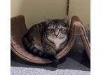 Adopt Riddles a Brown or Chocolate Domestic Shorthair / Domestic Shorthair /