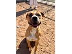 Adopt Boogie a Tan/Yellow/Fawn - with White Boxer / American Staffordshire