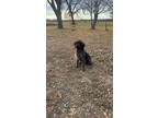 Adopt Ellie a Black - with White German Wirehaired Pointer / Mixed dog in