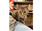 Adopt Yoda a Brown Tabby Domestic Shorthair (short coat) cat in Medina