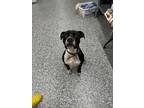 Adopt Rover a Black - with White Pit Bull Terrier / Mixed dog in Fairmont