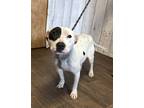 Adopt Queen a White - with Black Pit Bull Terrier dog in Opelousas