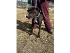 Adopt Lucky a Black Mixed Breed (Large) / Mixed dog in Georgetown, SC (40520118)