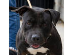 Adopt Yates a Black American Pit Bull Terrier / Mixed Breed (Medium) / Mixed