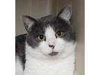 Adopt Hugo a Gray or Blue Domestic Shorthair / Domestic Shorthair / Mixed cat in