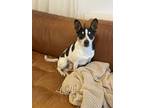 Adopt Cowboy a Tricolor (Tan/Brown & Black & White) Jack Russell Terrier /