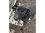 Adopt KING SWINTON a Black Mixed Breed (Medium) / Mixed (short coat) dog in