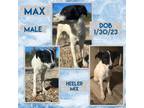 Adopt Max a White Australian Cattle Dog / Mixed dog in Caldwell, TX (40518763)