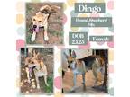 Adopt Dingo a Tan/Yellow/Fawn - with Black Foxhound / German Shepherd Dog /