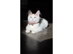 Adopt Honey a White Domestic Longhair (long coat) cat in Houston, TX (40518414)