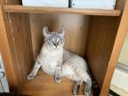 Adopt Phoenix Cashmere a American Curl / Mixed (short coat) cat in San Jacinto