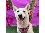 Adopt Daphne a White Canaan Dog / Jindo / Mixed dog in Carlsbad, CA (40517769)