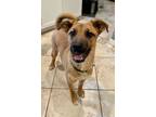 Adopt Gizmo a Merle Shepherd (Unknown Type) / Rottweiler / Mixed (short coat)