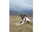 Adopt Ash a White - with Brown or Chocolate Collie / Hound (Unknown Type) /