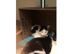 Adopt Jingle a White Domestic Shorthair / Domestic Shorthair / Mixed cat in