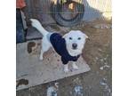 Adopt Volt(G) a White Corgi / Jindo / Mixed dog in Palisades Park, NJ (40425127)