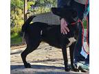 Adopt Rexy a Black - with White Labrador Retriever / Mixed dog in Vancouver