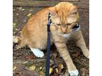 Adopt Apollo a Orange or Red Domestic Mediumhair / Mixed (medium coat) cat in