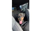 Adopt Burdee (SC) a Rottweiler dog in San Angelo, TX (40509490)
