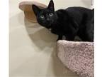 Adopt Puffer a Black & White or Tuxedo Domestic Shorthair (short coat) cat in