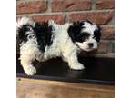Zuchon Puppy for sale in Tucson, AZ, USA