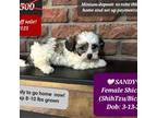 Zuchon Puppy for sale in Tucson, AZ, USA