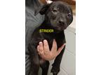 Adopt STRIDER a Black Boxer / Shepherd (Unknown Type) / Mixed (short coat) dog