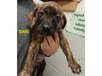 Adopt DARE a Black Boxer / Shepherd (Unknown Type) / Mixed (short coat) dog in