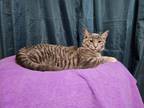 Adopt DENNY a Gray, Blue or Silver Tabby Tabby (short coat) cat in Chalfont
