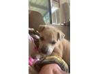 Adopt Hope a Tan/Yellow/Fawn - with Black Mutt / Mixed dog in Bertram