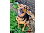 Adopt GiGi a Shepherd (Unknown Type) / Mixed dog in Maryville, TN (40509090)