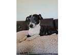 Adopt Mohawk a Black - with White Jack Russell Terrier / Beagle / Mixed dog in