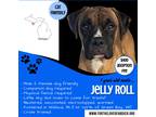 Adopt Jelly Roll a Tan/Yellow/Fawn - with Black Boxer / Mixed dog in Wallace