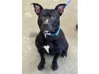Adopt Sparty a Black American Pit Bull Terrier / Mixed Breed (Medium) / Mixed