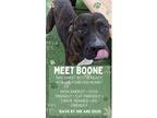 Adopt Boone a Brindle - with White Mixed Breed (Medium) / Mixed dog in