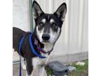 Adopt Freya a Black Husky / Mixed dog in Dallas, TX (40396646)