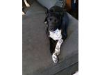 Adopt billie jean a Black Mixed Breed (Medium) / Mixed dog in benton