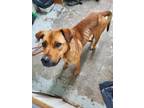 Adopt Buddy a Tan/Yellow/Fawn Chesapeake Bay Retriever / Mixed dog in