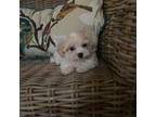 Maltipoo Puppy for sale in Thomasville, GA, USA