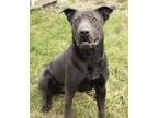 Adopt Donahue a Black American Pit Bull Terrier / Mixed dog in Creston