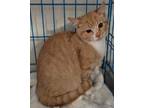 Adopt Phoebe a Domestic Shorthair / Mixed (short coat) cat in Darlington