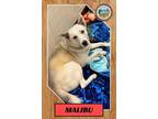 Adopt Malibu a White - with Tan, Yellow or Fawn Husky / German Shepherd Dog /