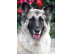 Adopt Shortie von Seelze a Black - with Tan, Yellow or Fawn German Shepherd Dog