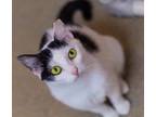 Adopt Tomahawk a White Domestic Shorthair / Domestic Shorthair / Mixed cat in