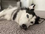 Adopt Sakara a Black - with White Husky / Mixed dog in Menifee, CA (40512082)