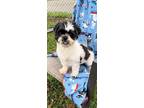 Adopt Fuji a Shih Tzu / Mixed dog in Davie, FL (39376133)