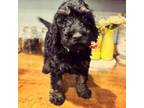 Goldendoodle Puppy for sale in Macclenny, FL, USA